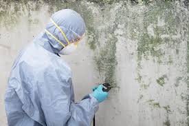 Mold Remediation for Rental Properties in Donna, TX